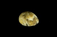 藏品(花圓蜑螺)的圖片